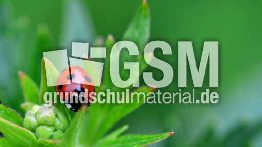 Siebenpunkt-Marienkäfer (2).jpg